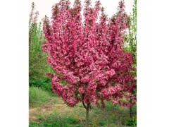 花卉种子，树桩盆景，名优桂花，各种竹子 承接各种绿化工程图1