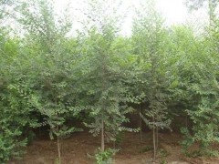 小榆树400万棵，哈尔滨小榆树基地_东北小榆树价格，东北苗木图1