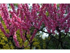 桃红8万棵现货出售，东北基地小桃红_东北小桃红，新鑫苗木繁育基地图1