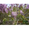 紫丁香3万棵，小叶子丁香基地，丁香价格，黑龙江紫丁香批发
