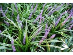 河南麦冬_河南麦冬价格_麦冬种植基地|河南麦冬市场批发价格图1