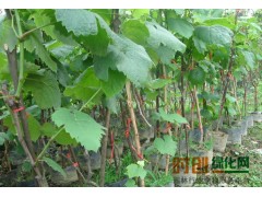 2017辽宁葡萄价格行情_批发多少钱_子江葡萄专业育苗基地图1