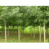 优质滨州大白蜡 速生白蜡树，山东惠民万博苗木种植专业合作社