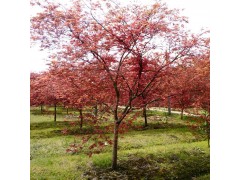 基地直销红叶李 紫叶李 春满种植 绿化苗木 成活率高图1