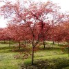 基地直销红叶李 紫叶李 春满种植 绿化苗木 成活率高