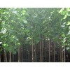 速生杨种条2.0-3.5米 ,泰青杨种条2.5-3.5米，华盛苗木基地