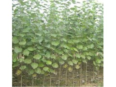 主要品种，毛白杨，速生杨107，垂柳，张玉民13963517646图1