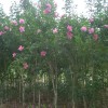 特供：红色丰花重瓣大木槿、紫薇（干型、丛生）#3—10cm