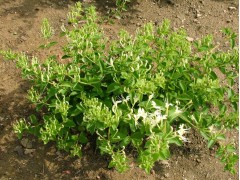 最新金银花价格-金银花之家-15131372866王占华图1