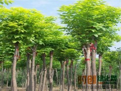 金叶白蜡价格—最新金叶白蜡行情-河北金叶白蜡13303397648图1