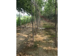 法桐价格_河南法桐基地_周口法桐_法桐小苗 13839408600图1