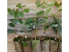 紧急求购嫁接轻基质油茶苗高度25-60厘米图1
