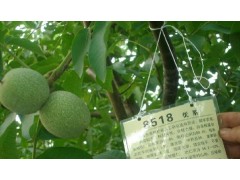 核桃苗 山西核桃苗 品种核桃苗图1