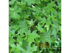 九台市五角枫基地/东北红豆杉辽宁五角枫辽宁金叶榆15944109123图1