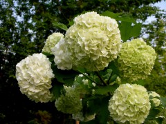 佛头花/天目琼花价格/白山天目琼花价格/张玉荣  13944313152图1
