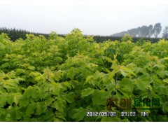 【糖槭苗】糖槭苗价格_糖槭苗批发_王延宝  15754384666图1