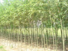 竹柳 速生竹柳 美国竹柳 竹柳苗 竹柳树 基地直销15984265261图1