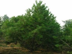 苗木、草坪、花卉、园林机械   庄岩   13843308883图1