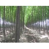 杨树苗价格杨树苗出售杨树苗最新价格杨树苗行情13592050219
