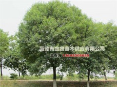 白蜡/白蜡小苗/白蜡工程苗图1