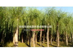 垂柳/垂柳工程苗/垂柳苗木图1