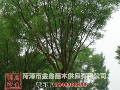     菏泽金鑫园林绿化有限公司，始建于1990年，原名为菏泽苗木基地，是一家集苗木繁育、开发、推广、供应、销售、工程绿化为一体的菏泽苗木公司，基建于公司规模不断扩大，金鑫苗木坚持“认真做事、客户至上”的服务理念。
