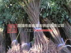 芍药苗