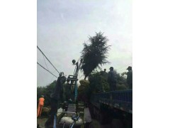 5米雪松大量出售 一手货源大量出售各规格雪松 电议 南京雪松基地图2