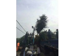 5米雪松籽播苗大量出售图2