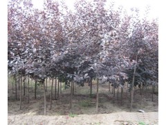 紫叶稠李-苗木种植基地-苗木供应价格-紫叶稠李-鸿浩苗木合作社图1