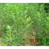 供应2018苹果苗_苹果树苗价格_哪里有苹果树苗_东北苹果苗基地