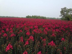常州最大的红花紫薇基地，常州丰奕苗木合作社图1