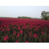 常州最大的红花紫薇基地，常州丰奕苗木合作社