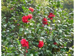 茶花图1