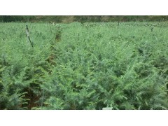 1米雪松多少钱一棵?自产自销 价格优惠 - 雪松小苗价格图1