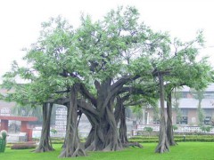假榕树 销售玻璃钢材质仿真树 中庭观赏人造榕树 欢迎议价图1