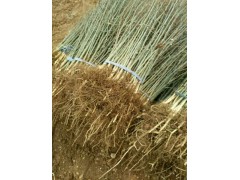 3公分皂角树价格_5公分皂角树价格_皂角树价格图1