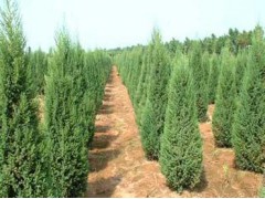 1米蜀桧价格_2米蜀桧价格_3米蜀桧价格_蜀桧价格图1