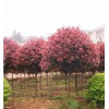 求购:红叶石楠树D15公分H500P400公分