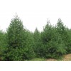 造型油松_造型油松_苗木的栽培_买造型油松，大规格油松苗圃场