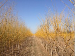 国槐 绿化管理 厂家批发 惠民国槐 易成活易栽培 绿化国槐 行道树图2