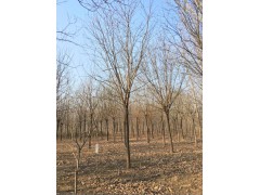 国槐 绿化管理 厂家批发 惠民国槐 易成活易栽培 绿化国槐 行道树图3