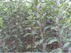 苹果苗 山西苹果苗 核桃苗 枣树苗 柿子苗基地图1
