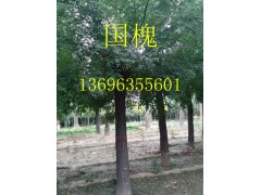 【山东国槐】速生国槐基地@国槐出售@13696355601图1