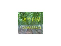 毛白杨@山东毛白杨@毛白杨价格@【13696355601】图3