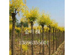 【山东国槐】速生国槐基地@国槐出售@13696355601图3