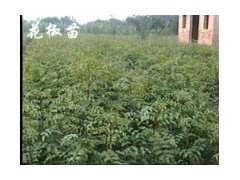 花椒苗 品种花椒苗 大红袍花椒苗 花椒苗最低价格图1