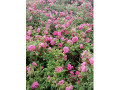 四季玫瑰|四季玫瑰小苗|四季玫瑰营养杯苗|辽宁多季玫瑰图2