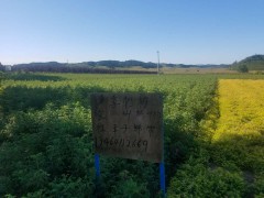 四季玫瑰|四季玫瑰小苗|四季玫瑰营养杯苗|辽宁多季玫瑰图3