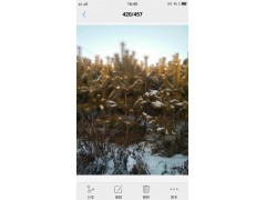 ​吉林省通化县立鑫苗围常年出售樟子松大小绿化树苗图2